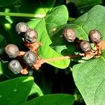 Hypericum × inodorum Frugt