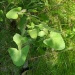 Lactuca macrophylla Hoja