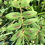 Euphorbia hyssopifolia Blatt