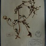 Clematis brevipes Otro