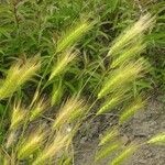 Hordeum marinum Vrucht