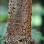 Araucaria biramulata Bark