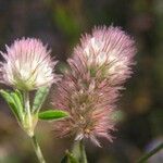 Trifolium arvense Virág