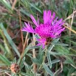 Centaurea decipiens Квітка