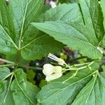 Cardamine enneaphyllos Flower