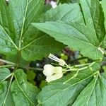 Cardamine enneaphyllos Flor