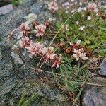 Trifolium pallescens 花