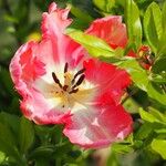 Tulipa agenensis Flower