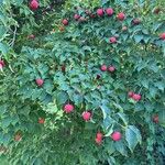 Cornus kousa Frucht