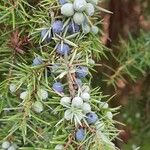 Juniperus communis Фрукт