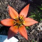 Lilium philadelphicum ফুল