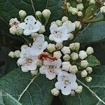 Viburnum rugosum Žiedas