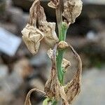 Polianthes tuberosa Egyéb