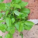 Stachys floridana Blad