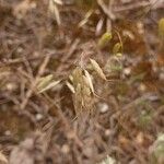 Bromus squarrosus 果實