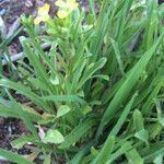 Erysimum repandum Vekstform