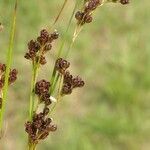 Juncus gerardi Frucht