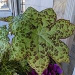 Podophyllum cv. 'Kaleidoscope' Folha