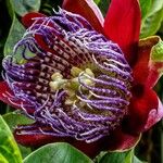 Passiflora alata Цвят