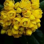 Berberis julianae 花