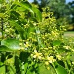 Euonymus carnosus Blatt