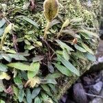 Elaphoglossum spatulatum 葉