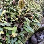 Elaphoglossum spatulatum Blatt