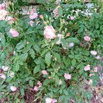 Rosa × centifolia Хабит