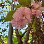 Prunus triloba Blomma