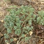 Sedum pallidum Folha