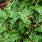 Mitriostigma axillare Folha