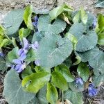 Viola hirta Flower