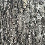 Quercus stellata বাকল