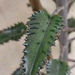 Kalanchoe rosei Leaf