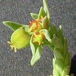 Euphorbia sulcata Цвят