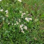 Erigeron annuusFlower