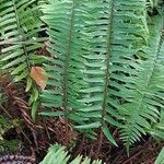 Polystichum munitum Foglia