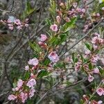 Prunus incana Flower