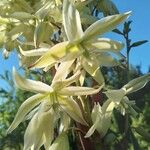 Yucca flaccida 花
