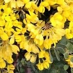 Coronilla valentina Цвят