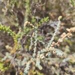 Atriplex glauca Blad