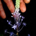 Nectaroscilla hyacinthoides Blüte