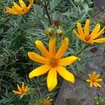 Bidens aristosa Flower