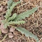 Phacelia integrifolia Лист