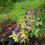 Pinguicula grandiflora Кветка