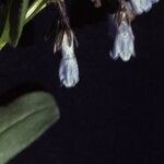 Mertensia ciliata Květ