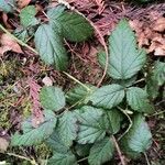Rubus ursinus 葉