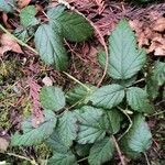 Rubus ursinus Fuelha