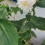 Costus arabicus Λουλούδι