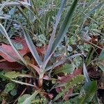 Allium porrum Frunză